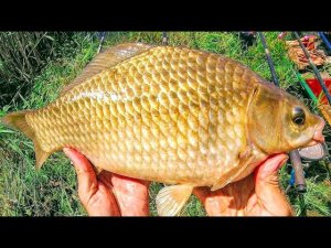 Рыбалка на соски! Отличный клёв "ТРОФЕЙНОГО" карася! Не успеваю забрасывать спиннинги!