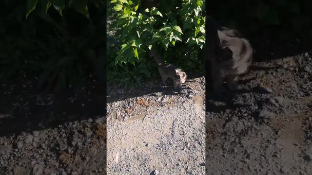 Французский бульдог Ева и кошка Мурка ходят вместе на прогулку🐱🐶 смотреть онлайн