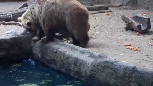 Животные спасают других животных - трогательные кадры