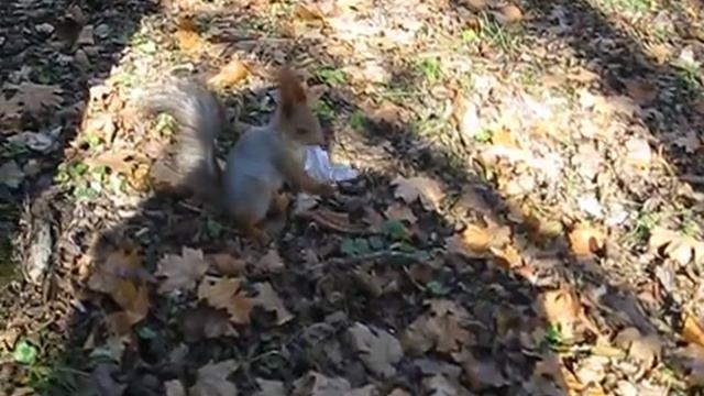 Белка прыгает и атакует.mp4 смотреть онлайн