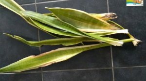 Сансевиерия. Щучий Хвост. Тещин Язык. Особенности Ухода