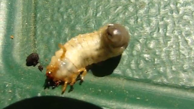 INSECT - THE GRUB WORM смотреть онлайн