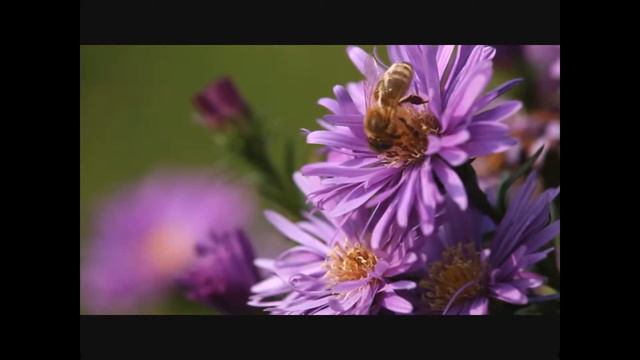 Цветы как и дети радость жизни смотреть онлайн