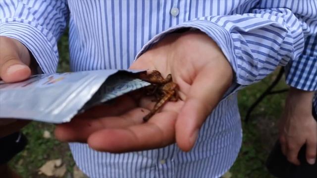 EATING GIGANTIC SCORPIONS AND INSECTS (Bugs Pong Challenge) смотреть онлайн