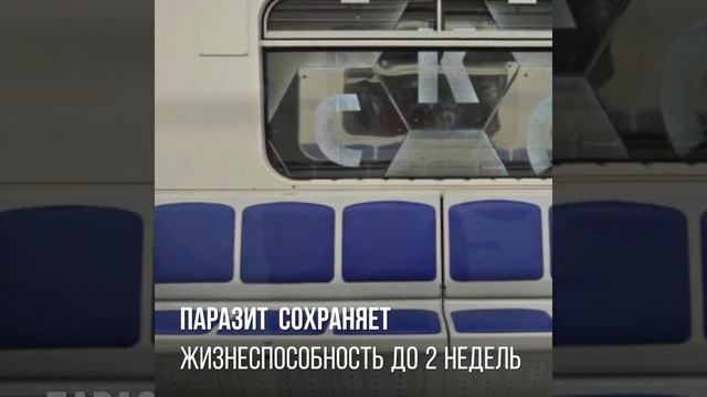 Чесотка смотреть онлайн
