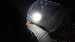 Ловлю Амурв на свои САМОКАТЫ поздней осенью.mp4