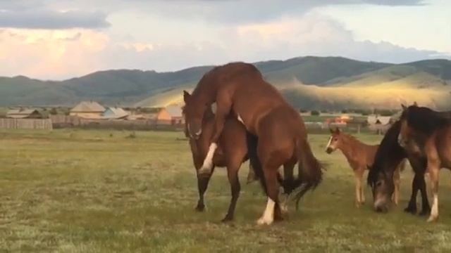 Спаривание лошадей смотреть онлайн