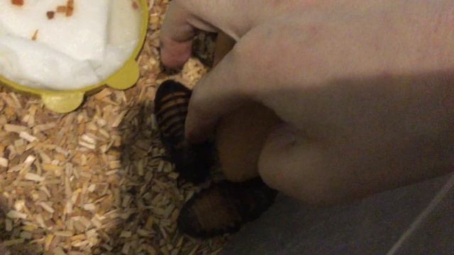 Аляки каджы￼ смотреть онлайн