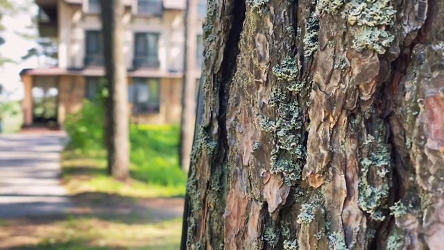 Прогулка по загородному отелю Шишкинн смотреть онлайн