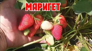 Клубника МАРИГЕТ! Супер урожайный сорт!