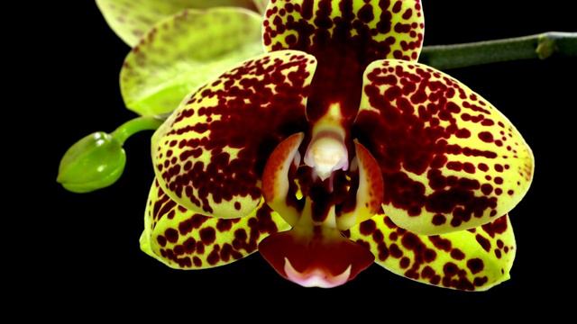 Orchid BLOOM time lapse | Phalaenopsis flowering with MOODY BLOOMS смотреть онлайн