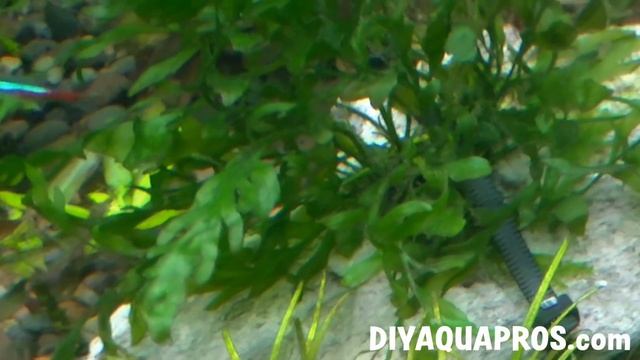 African Water Fern: Bolbitis heudelotti Plant Profile смотреть онлайн