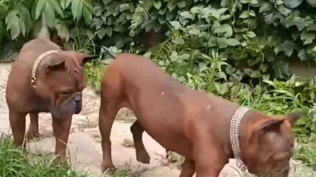 💎 Chongqing DoG смотреть онлайн