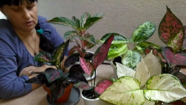 #Мои_комнатные_растения // Обзор моих Аглаонем и кое-что НОВЕНЬКОЕ! смотреть онлайн