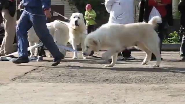 Миа Миа Бухара и Кара Келле Жибек