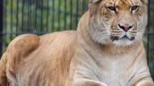 Лигр-история животного.