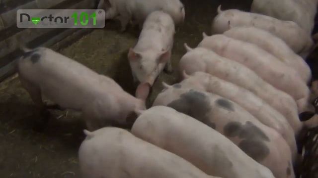 Как улучшить здоровье при помощи озонаторов и очистителей воздуха "Doctor-101"? смотреть онлайн