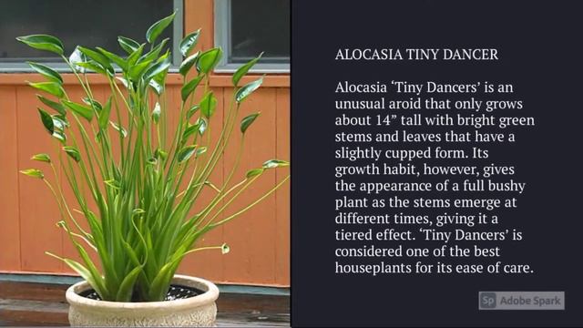 Calathea vs. Alocasia смотреть онлайн