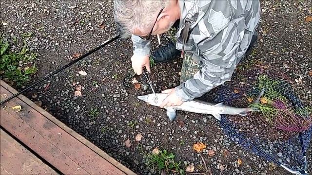 Пришёл, увидел - "победил"! Четыре осетра за час! Рыбалка на Нижнем водоёме. Клёвое место. смотреть онлайн