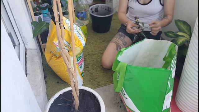 Влог 17.07.2022 Пересадка фикуса/ Эпипремнума Пиннатум Вайт Вариегата/ Араукарии смотреть онлайн