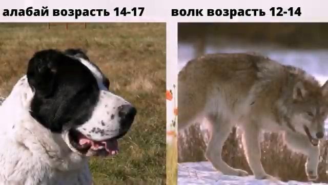 Алабай vs волк (wolf vs alabai big dog) смотреть онлайн