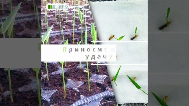 Бамбук Прямой Ханенеро, Семена смотреть онлайн