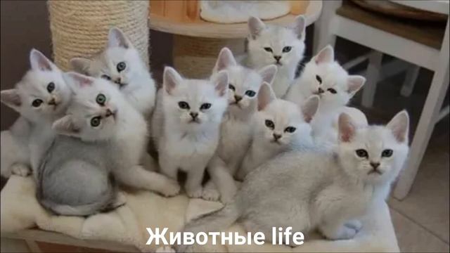 БУРМИЛЛА?/Животные life/Кошки/Животные/Интересные факты смотреть онлайн