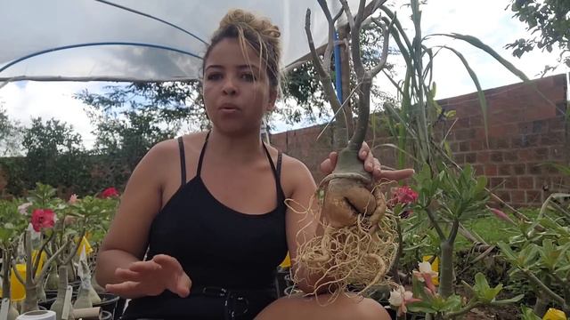 Rosa do deserto filó. Terminei de fazer as limpezas de raízes nos caudex desplantados. смотреть онлайн