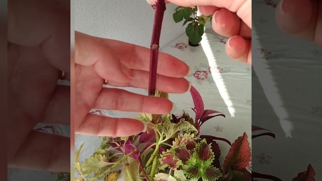 #127 Результаты укоренения колеУсов в воде