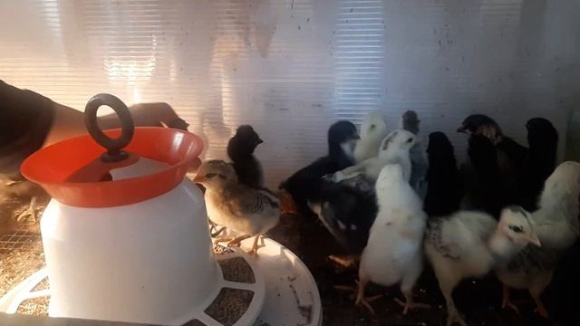 Цыплятам 7 дней/как растут, что едят ! смотреть онлайн