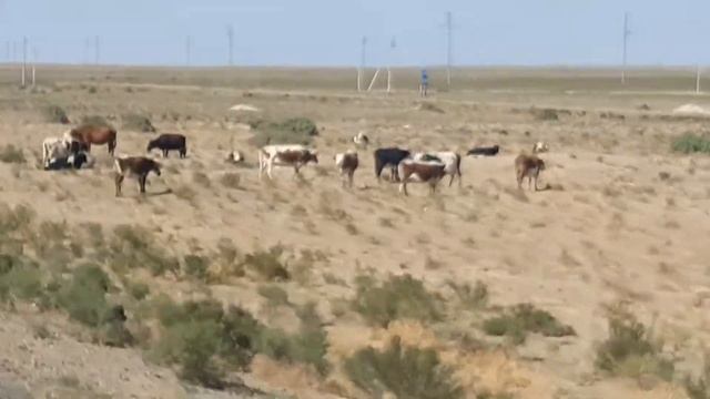 Везде смотришь автостоянка машины А туда стоянка коровники смотреть онлайн