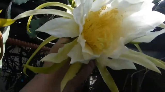 Dragon Fruit Flower (Hylocereus Undatus) смотреть онлайн
