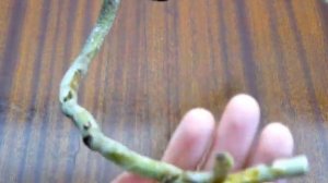 ✅ Орхидея Ванда без корней. Что делать? Нужна реанимация!