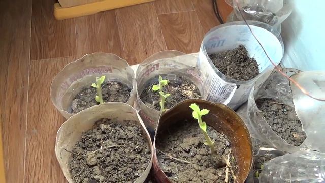 павлония 1ч смотреть онлайн