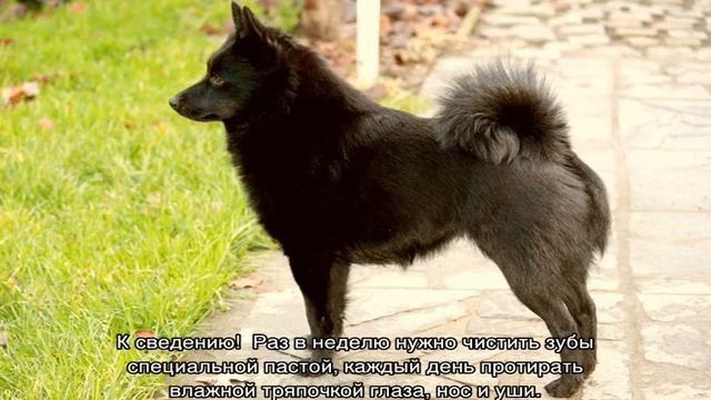 Шипперке (собака): описание породы, характер смотреть онлайн