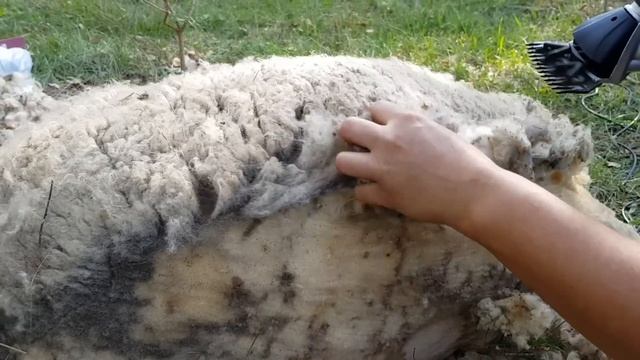 Машинка для стрижки овец.Где купить машинку для стрижки овец?Выбор надежной машинки для стрижки ове смотреть онлайн