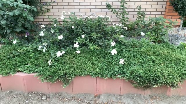 КРАСИВЫЕ И НЕПРИХОТЛИВЫЕ ХВОЙНЫЕ в саду. Как размножить ? РЕЗУЛЬТАТ. смотреть онлайн