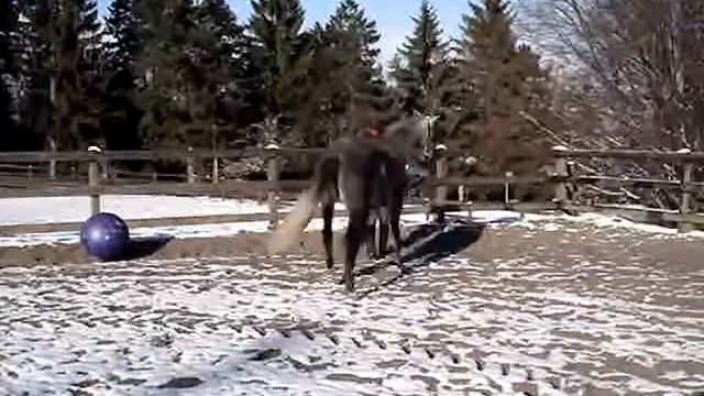 Verbena learning to play soccer - part 2 смотреть онлайн