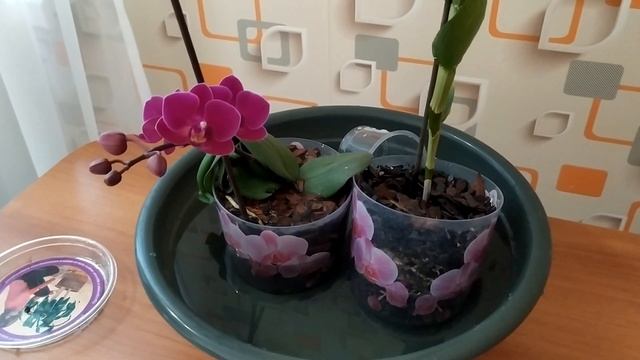 Беру ТАЗ с водой и купаю ОРХИДЕИ! цветение очень радует меня! смотреть онлайн