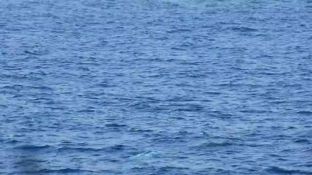 дельфины красавцы смотреть онлайн