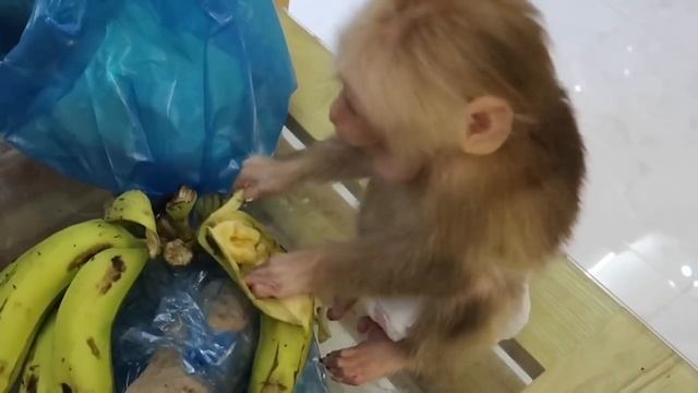 SMART Monkey Peel & Eat an Eggs - Results смотреть онлайн