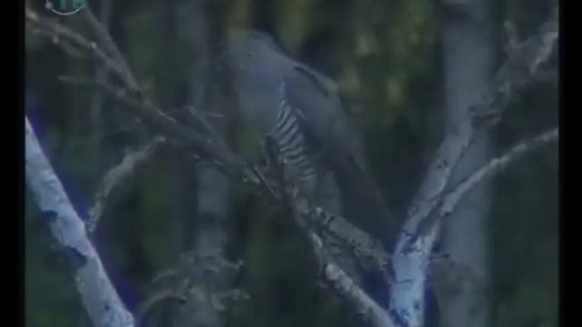 Сезонные явления в жизни птиц. Биология смотреть онлайн