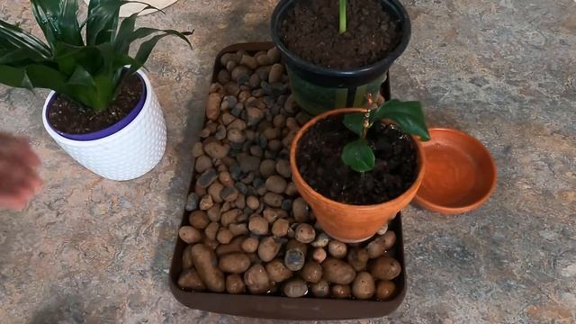 Полив ? комнатных растений на время отъезда | Можно ли поливать комнатные цветы водой из под крана смотреть онлайн