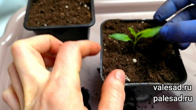 ПИКИРУЮ ТАК ПЕРЕЦ и УВЕЛИЧИВАЮ УРОЖАЙНОСТЬ! Как пикировать перец смотреть онлайн