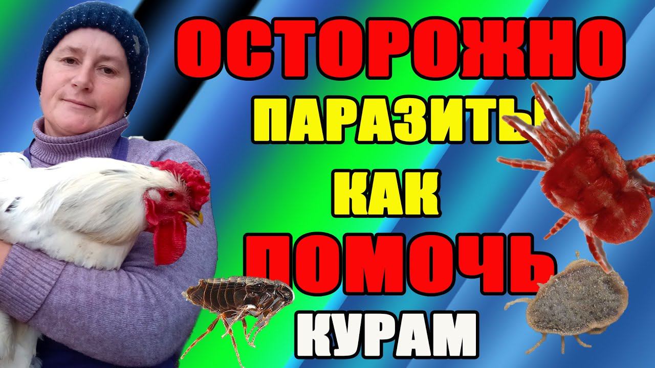 ОСТОРОЖНО паразиты(блохи, клещи, пероеды). Как помочь нашим курам избавиться от паразитов. смотреть онлайн