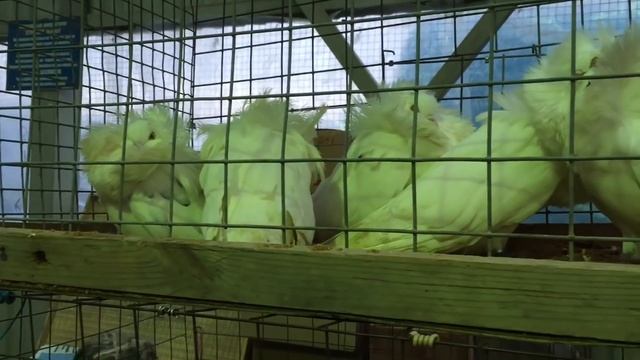 «Голубиный рай» на Белой Даче 03.11.2018 смотреть онлайн