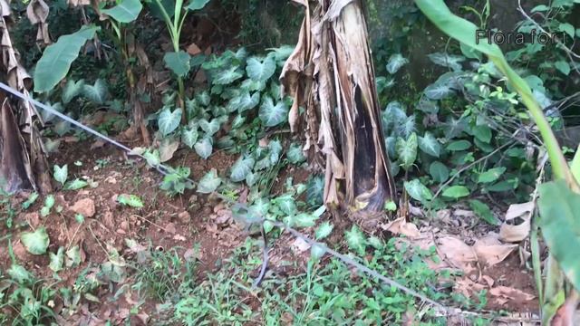 Caladium plants hunting||8verities hunting||flora fort смотреть онлайн