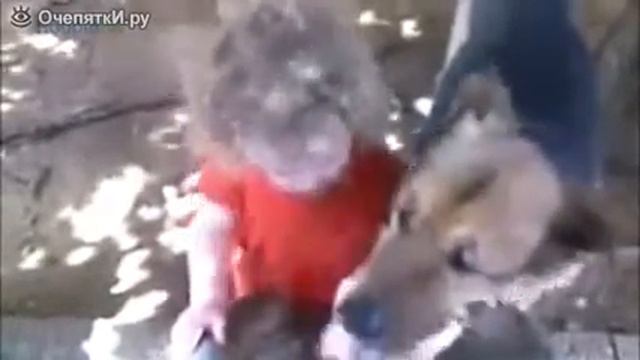 Собаки, которые любят водные процедуры смотреть онлайн