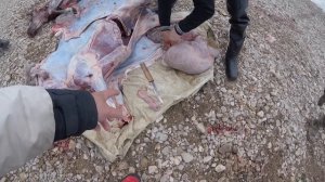 Аудитория строго 18+. Как разделать оленя и что самое ценное в нём