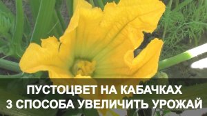 Пустоцвет на Кабачках 3 Способа Увеличить Урожай. Кабачки в Открытом Грунте